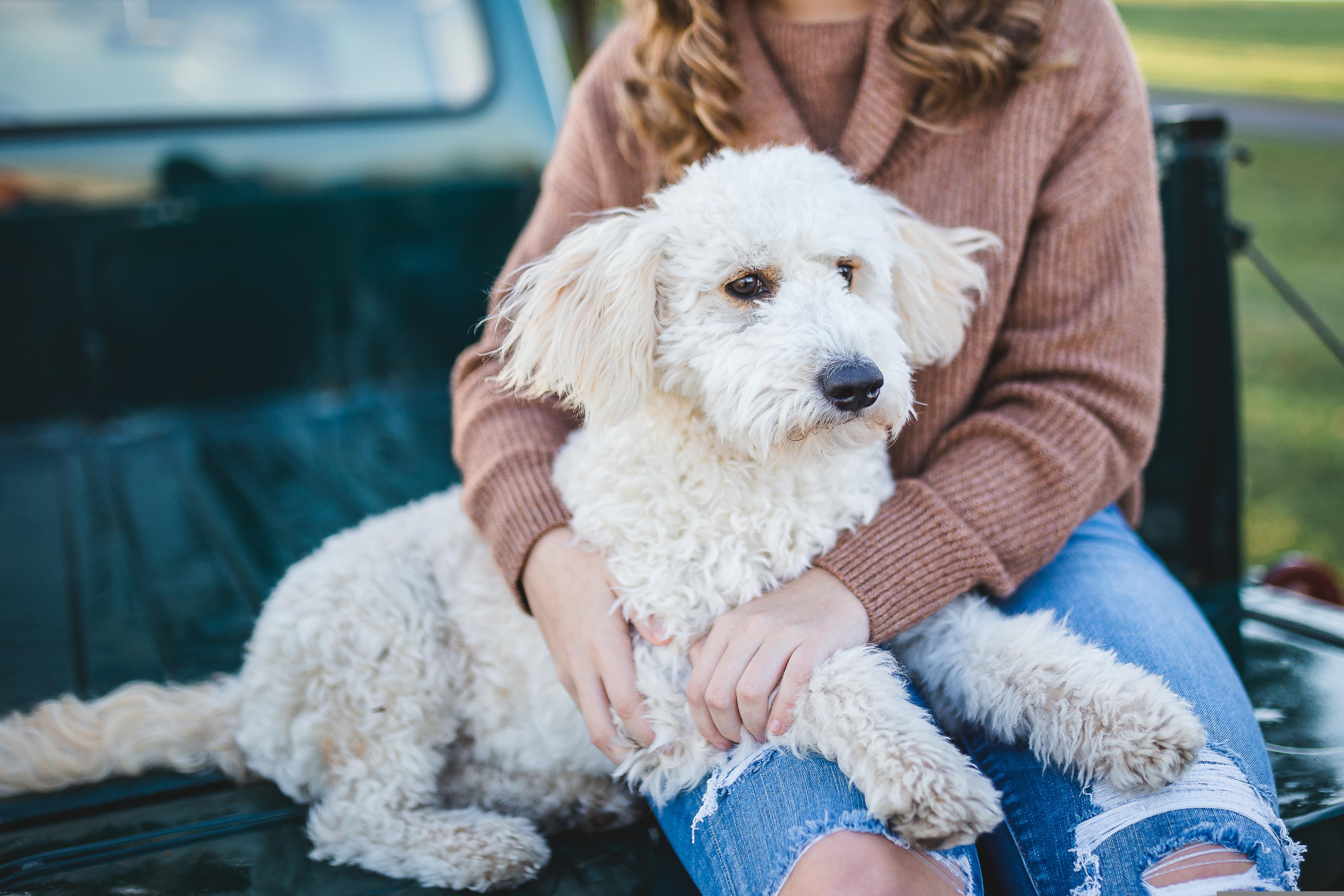 A pet owner holding their beloved dog